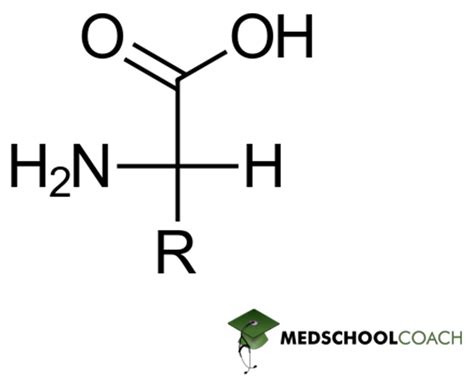 Amino Acid Configuration and Structure – MCAT Biochemistry | MedSchoolCoach