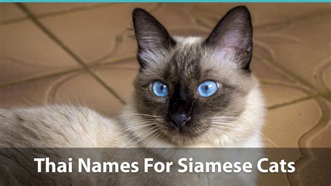 Top 120+ Siamese Cat Names