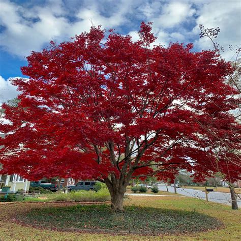 Buy 10 Bloodgood Japanese le Tree ,(Acer Palmatum), Red Ribbon Leaf Japanese le, Palmate Lobe ...