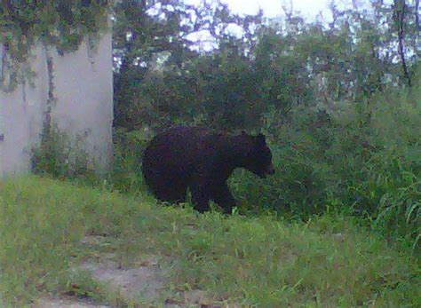 East Mexican Black Bear (Bears of North America) · iNaturalist