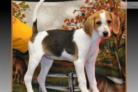 Meet Kylee a cute American Foxhound puppy for sale for $1,000. Kylee~CH SIRED!!~GORGEOUS!