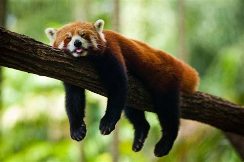 Experience the Serenity of a Sleeping Red Panda