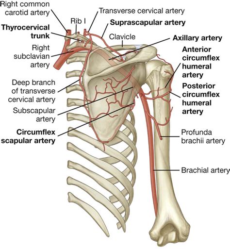 Circumflex Scapular Artery