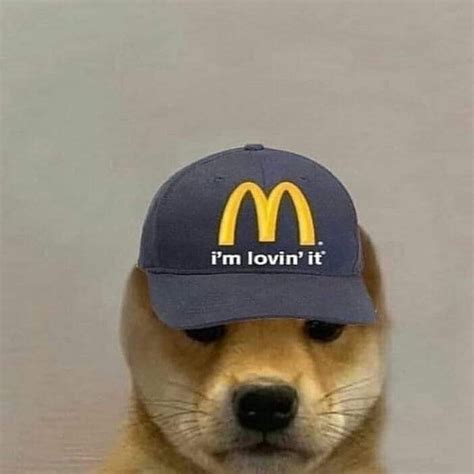 Pin by Stilly on Dog with hat | Dog memes, Dog icon, Doge dog