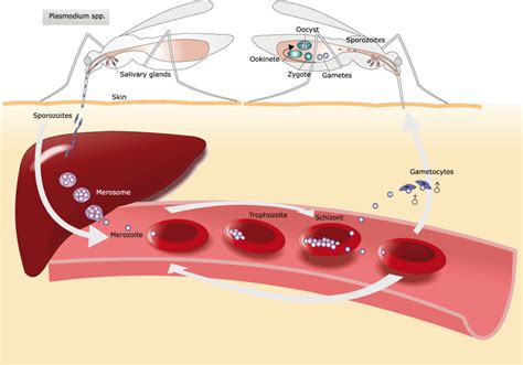 Malaria - Diagnostics at the Forefront for Disease Management and Elimination - HUMAN ...