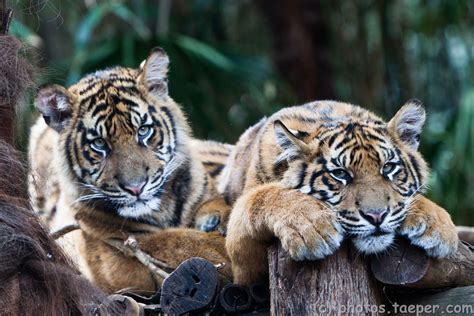 Tigers at Melbourne Zoo Melbourne Zoo, Big Cats, Tigers, Animals, Picks, Animales, Animaux ...