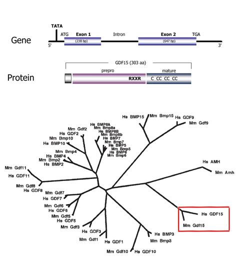 1-Top: Schematic representation of GDF15 gene and protein structure.... | Download Scientific ...