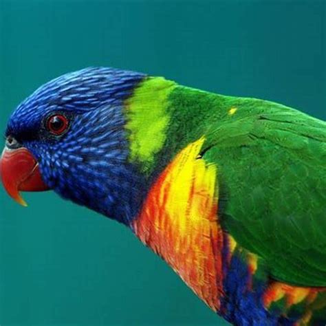 Can a Rainbow Lorikeet be a pet? - DIY Seattle