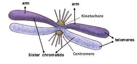 Eukaryotic Chromosome Diagram