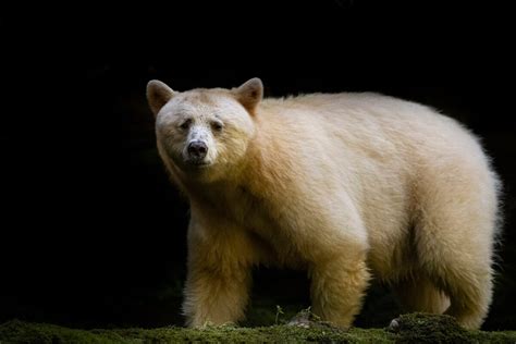 Animal Facts: Kermode (spirit) bear | Canadian Geographic