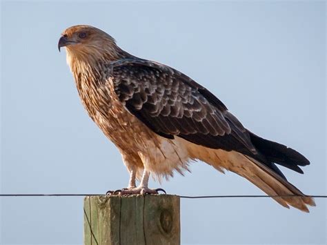 Whistling Kite | NatureRules1 Wiki | Fandom