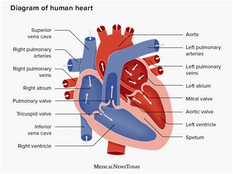 What Is Congestive Heart Failure Definition