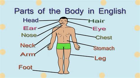 External Body Parts Of Woman / Parts of the Body in English Video | Woodward English / Download ...