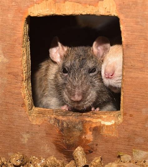 Signs of a Rat Infestation | JDM Pest Control