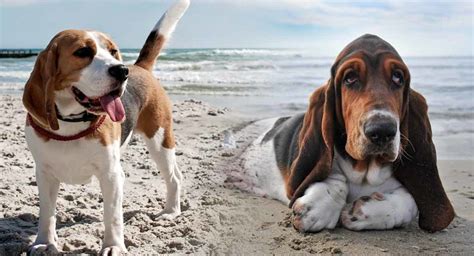 Basset Hound Beagle Mix – Two Very Different Personalities Collide