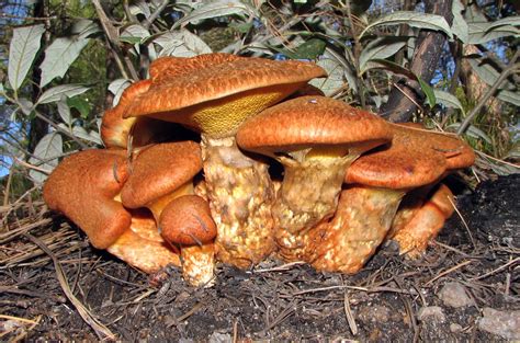 Suillus lakei: The Ultimate Mushroom Guide