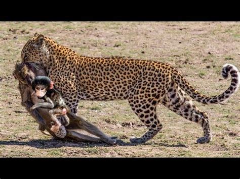 LEOPARD VS BABOON ! REAL FIGHT - YouTube