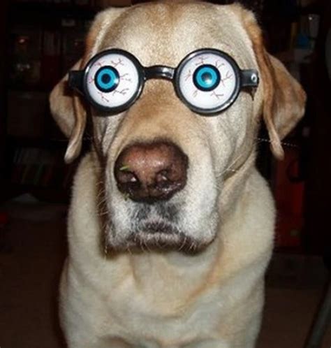 Ten Dogs Wearing Silly Glasses Who Are Sure to Make You Smile