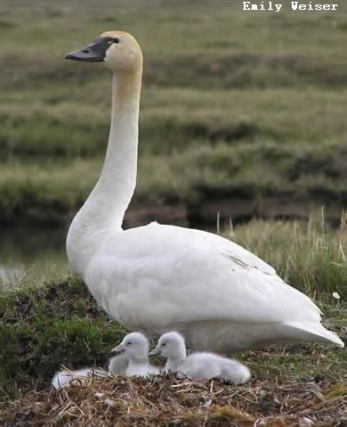 TUNDRA SWAN - a bird that nests in the Arctic