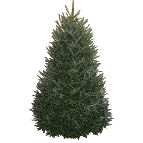 Shop 5-6-ft Fresh Fraser Fir Christmas Tree at Lowes.com