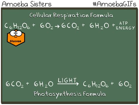 Cellular Respiration In Plants Equation – Idalias Salon