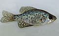 Crappie - Wikipedia