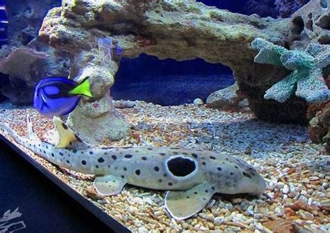 Small spotted catshark. Catshark lifestyle and habitat. | animalsking ...