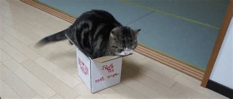 Cat In A Box GIFs - Find & Share on GIPHY