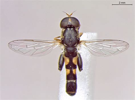 A pictorial key for identification of the hoverflies (Diptera: Syrphidae) of the Madeira Archipelago