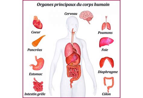 Résultat de recherche d'images pour "les organes" | Corps humain, Le corps, Humain