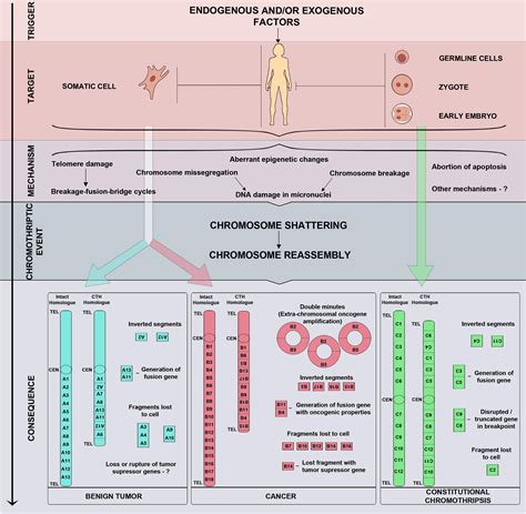 Frontiers | On the Complexity of Mechanisms and Consequences of Chromothripsis: An Update