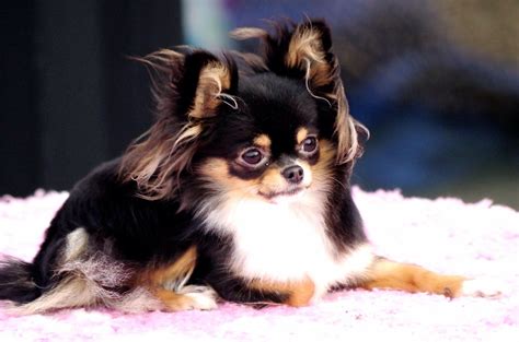 Chihuahua... love the long haired lil ones | Chihuahua puppies, Cute chihuahua, Chihuahua dogs