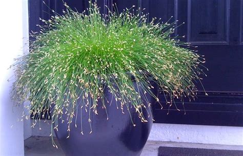 Growing Ornamental Grasses in Containers - gardenpicsandtips.com