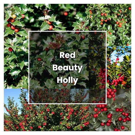 How to Grow Red Beauty Holly Shrub - Plant Care & Tips | NorwichGardener