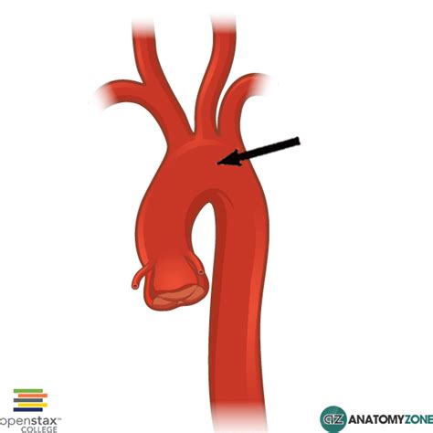 Aortic Arch - AnatomyZone