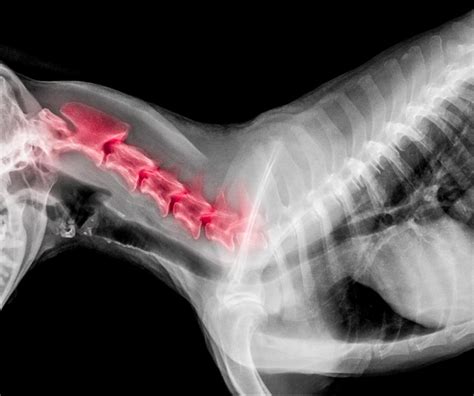 X-ray film of dog lateral view with red highlight in neck bone pain areas or Cervical Vertebrae ...