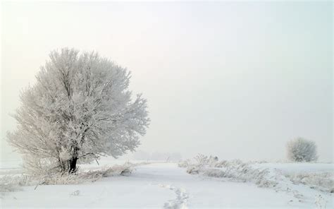 Snow, Trees, Landscape wallpapers and images - wallpapers, pictures, photos