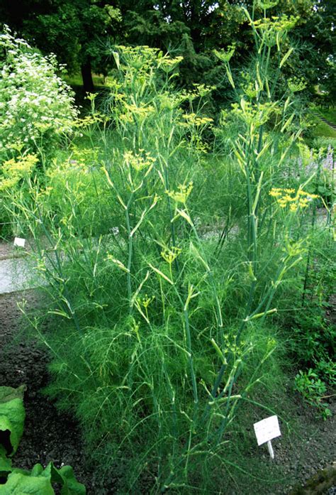 How To Grow Fennel | Herb Gardening Guide