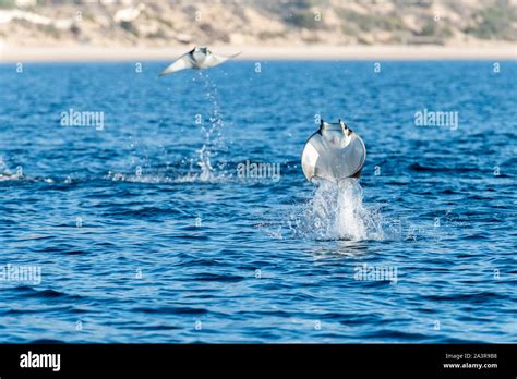 Mobula rays, mobula munkiana, breaching in the early morning, Sea of ...