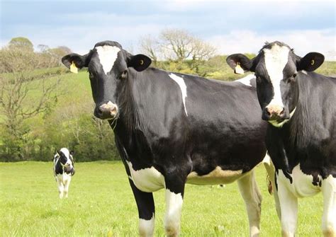 Hf Cow Images Download - Farm House