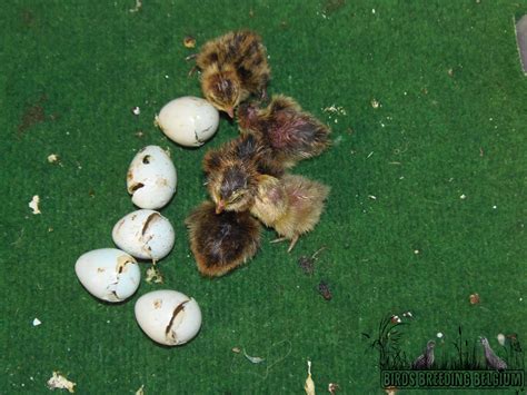 “Celadon” Japanese quail chicks born out the USA-imported eggs : – Birds Breeding Belgium