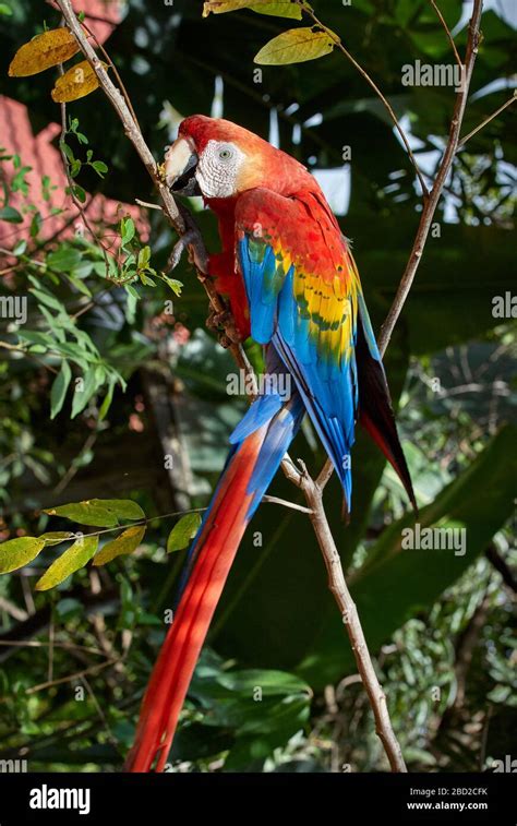 Guacamaya roja, ARA MACAO, CANAIMA, Venezuela, América del Sur, América Fotografía de stock - Alamy