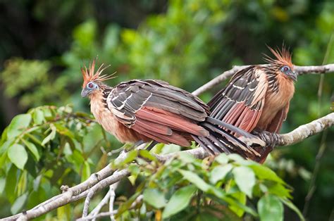 Hoatzin | Bizarre and prehistoric-looking. Accorded its own … | Flickr