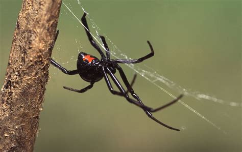 Black Widow - Action Pest Services