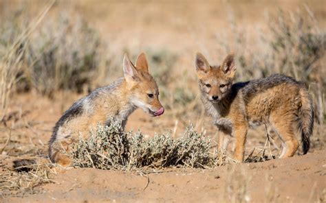 Black-backed jackal pups | We spent long afternoons at this … | Flickr