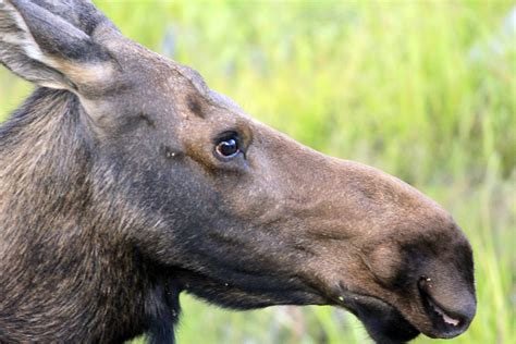 Close-up of a moose at Rocky Mountains National Park, Colorado image ...