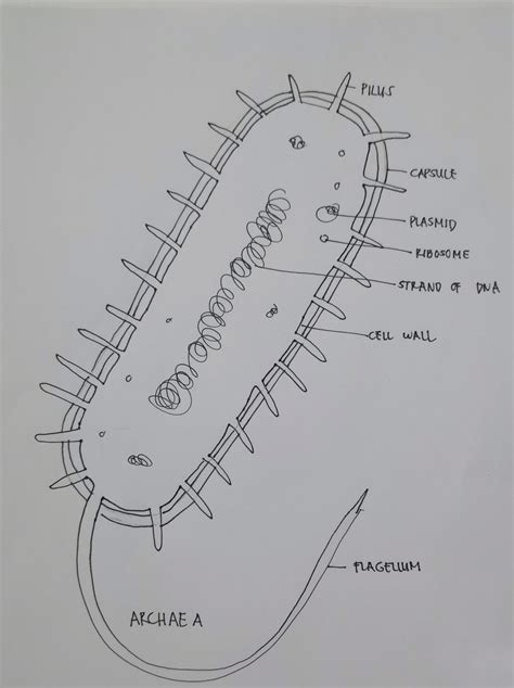 [Solved] Make a diagram (drawing or artwork) depicting the prokaryotic cell... | Course Hero