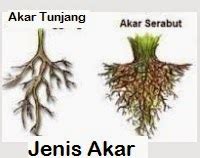 Anim Agro Technology: SISTEM AKAR TUMBUHAN