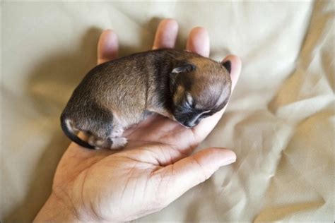 Beyonce, The World’s Smallest Dog | Fun News