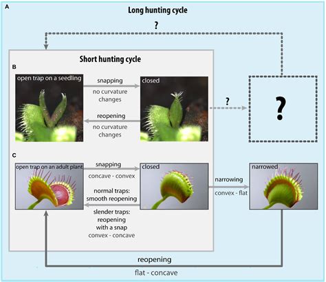 Anatomy Of Venus Fly Trap